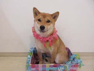 野乃1歳.jpg
