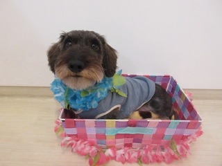 10月4日クーナ1歳.jpg