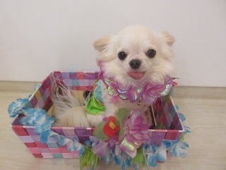 6月27日ララ2歳.jpg