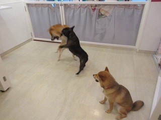 IMG_0498.jpg