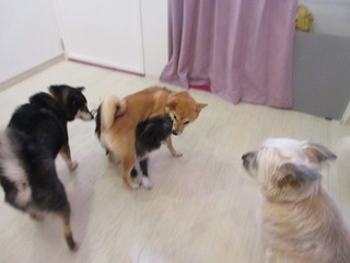 IMG_0719.jpg
