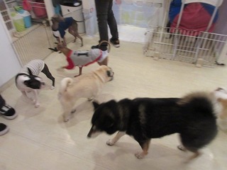 IMG_0730.jpg