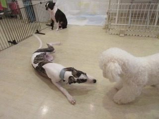 IMG_0782.jpg
