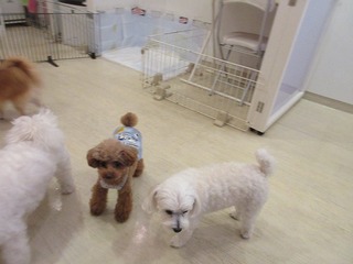 IMG_0832.jpg