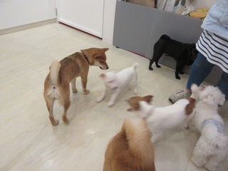 IMG_0958.jpg
