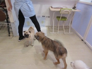IMG_0980.jpg