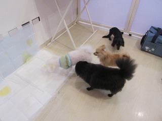 IMG_1018.jpg