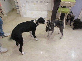 IMG_1052.jpg