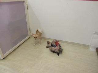 IMG_1126.jpg