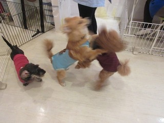 IMG_1133.jpg