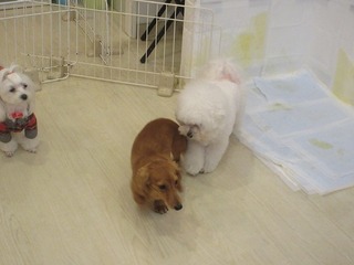 IMG_1157.jpg