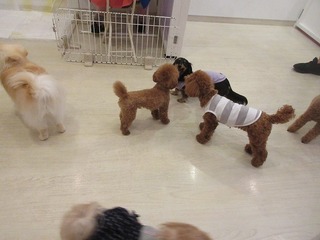 IMG_1168.jpg