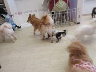 IMG_1185.jpg