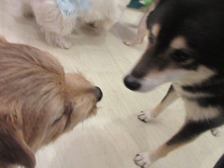 IMG_1186.jpg