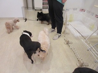 IMG_1196.jpg
