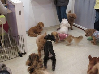 IMG_1219.jpg
