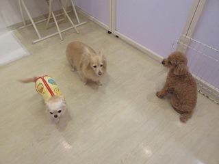 IMG_1267.jpg