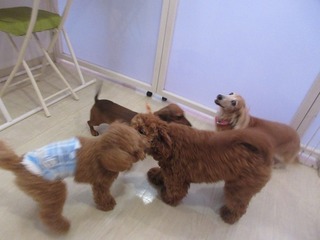 IMG_1433.jpg