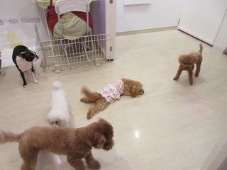 IMG_1466.jpg