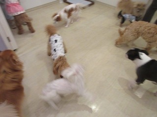 IMG_1523.jpg