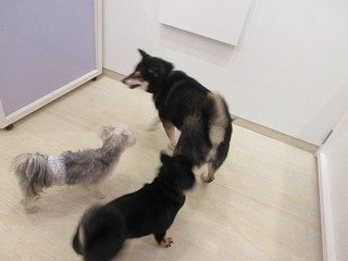 IMG_1638.jpg