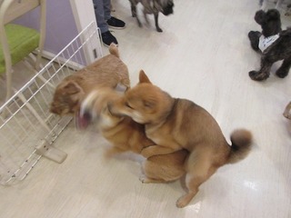 IMG_1660.jpg
