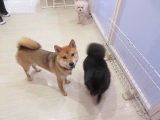 IMG_1726.jpg