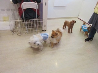 IMG_1733.jpg