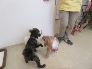 IMG_1781.jpg