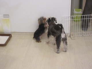 IMG_1825.jpg