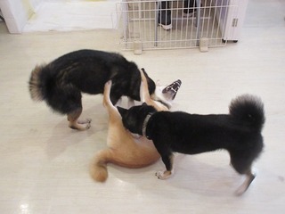 IMG_1884.jpg