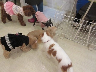 IMG_1936.jpg