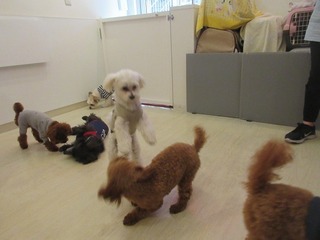 IMG_2063.jpg