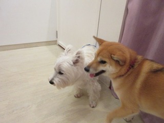 IMG_2063.jpg