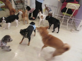 IMG_2084.jpg