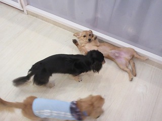 IMG_2155.jpg