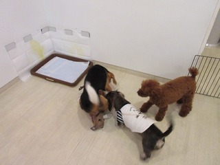 IMG_2187.jpg