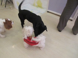 IMG_2208.jpg