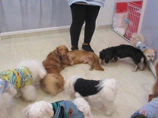 IMG_2219.jpg
