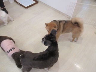 IMG_2220.jpg