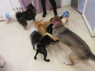 IMG_2272.jpg