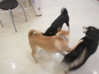 IMG_2376.jpg