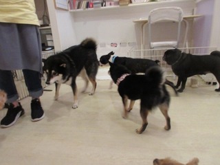 IMG_2428.jpg
