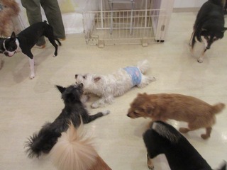 IMG_2443.jpg