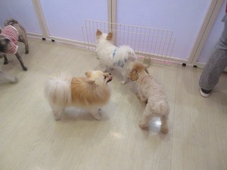 IMG_2592.jpg