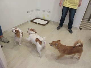 IMG_2778.jpg