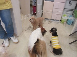 IMG_2915.jpg