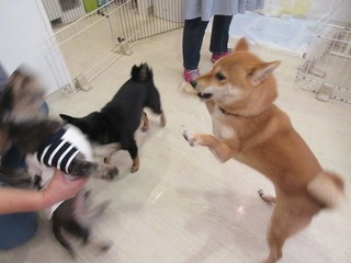 IMG_2917.jpg