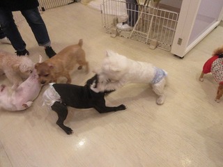 IMG_3019.jpg