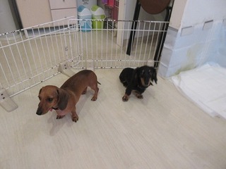 IMG_3741.jpg